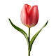 02Tulpen